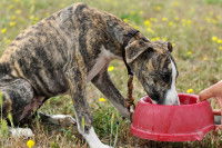 Un homme donne à manger à un chiot Whippet bringé