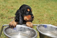 Un chiot Cocker à côté de ses gamelles