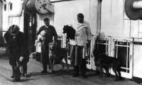 Des membres de l'équipage du Titanic en train de s'occuper des chiens en pension
