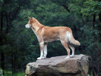 L'évolution de la classification des chiens