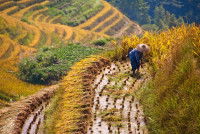 Une photo de rizières en Chine