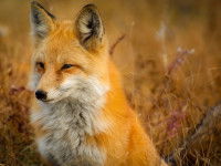 Le renard