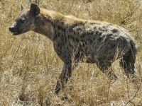 La hyène