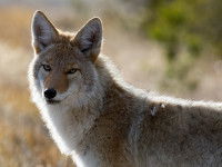 Le coyote