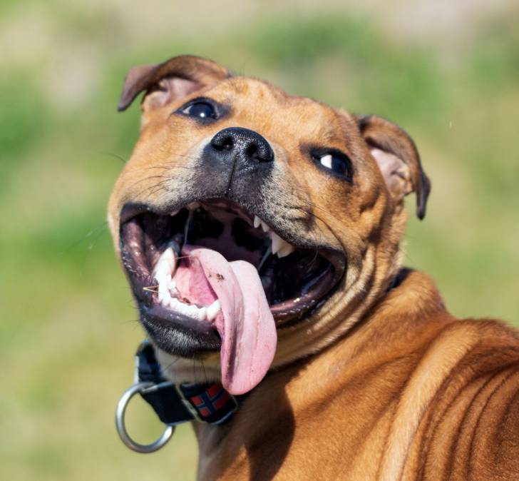 Comment protéger son chien contre la chaleur et le soleil