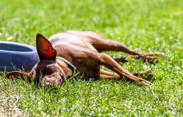Comment protéger son chien contre la chaleur et le soleil