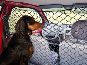 Voyager avec son chien en voiture : quels équipements ?