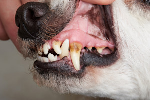 Les Dents Et La Machoire Du Chien