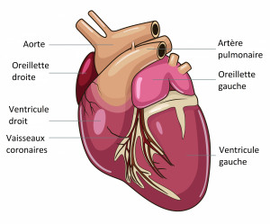 Le Coeur Et Le Systeme Cardiovasculaire Du Chien