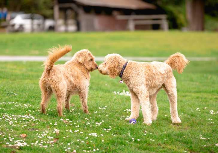 La Queue Du Chien Morphologie Des Chiens