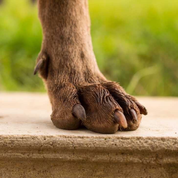 Les Ongles Ou Griffes Du Chien