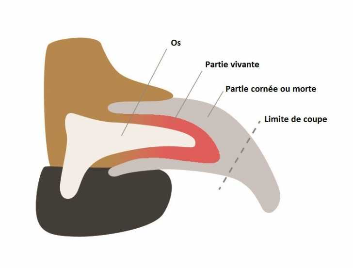 Les Ongles Ou Griffes Du Chien Morphologie Des Chiens