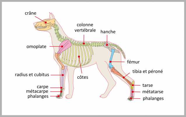 Le Squelette Du Chien Morphologie Des Chiens