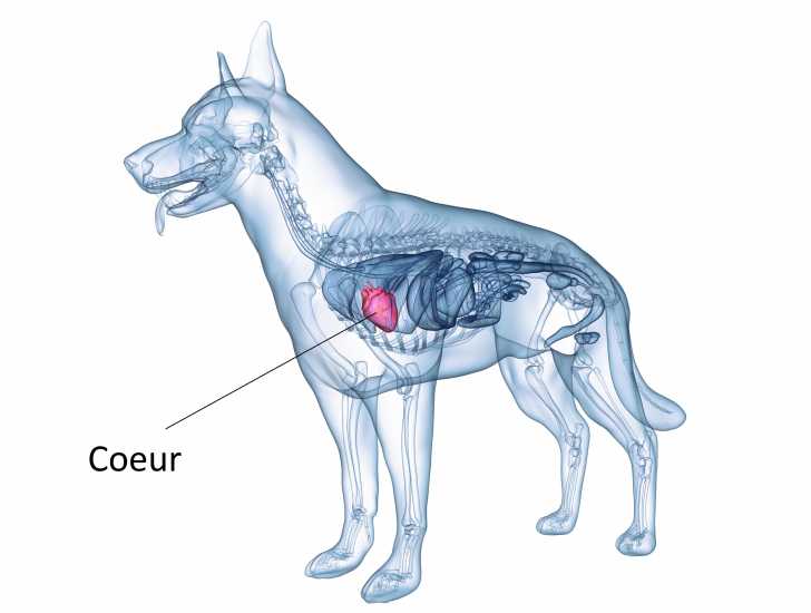 Le Coeur Et Le Systeme Cardiovasculaire Du Chien