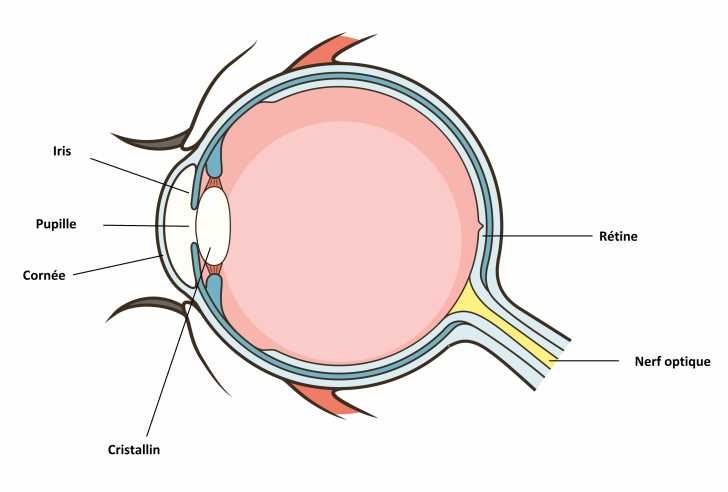 Les Yeux Du Chien Morphologie Des Chiens