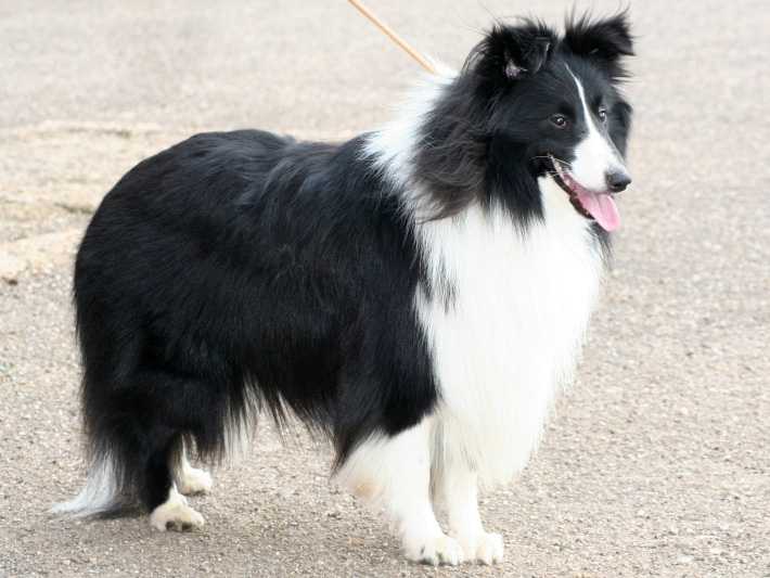 Les Robes De Chiens Les Principales Couleurs Et Robes Du Chien