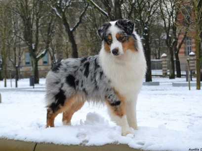 Les Robes De Chiens Les Principales Couleurs Et Robes Du Chien