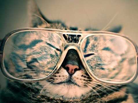 Chien Ou Chat Qui Est Le Plus Intelligent