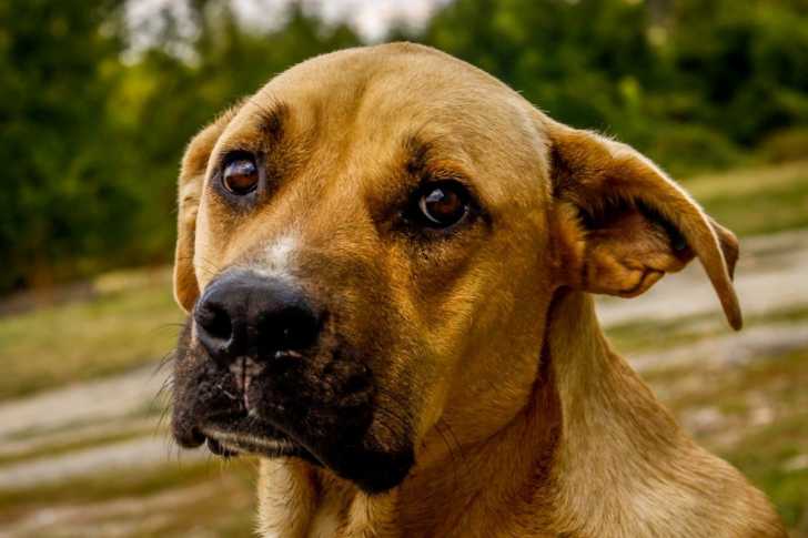 Chien volé : les vols de chiens
