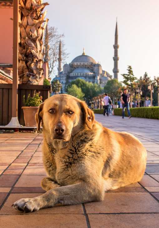 Le Chien Dans Les Principales Religions Bouddhisme Christianisme Islam Judaisme