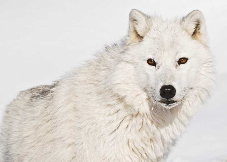 Le Loup Caracteristiques Et Differences Avec Le Chien