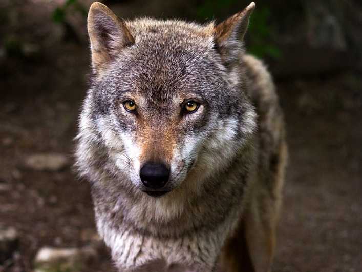 Le Loup Caractéristiques Et Différences Avec Le Chien