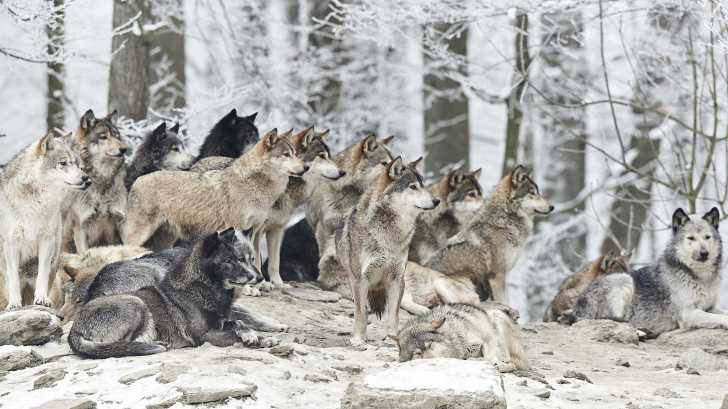 Le Loup Caracteristiques Et Differences Avec Le Chien Le Loup Caracteristiques Et Differences Avec Le Chien