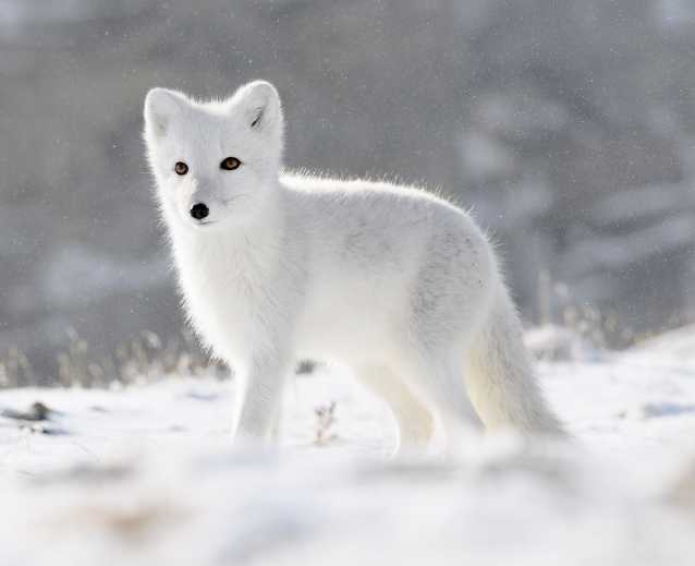 Le Renard Especes Histoire Morphologie Comportement