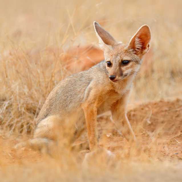 Le Renard Especes Histoire Morphologie Comportement