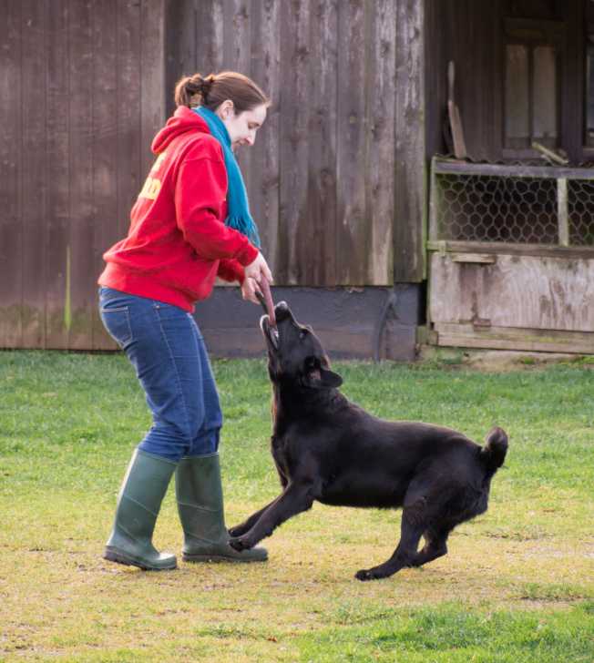 Les Citations Sur Les Chiens