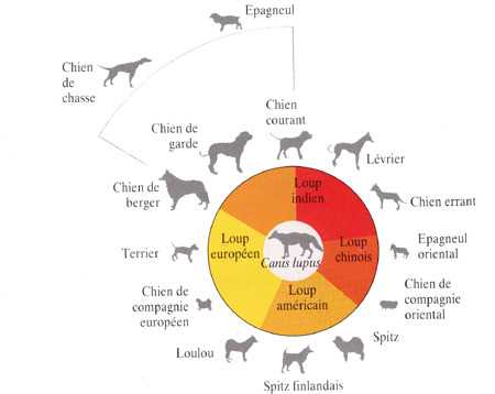 Origines Du Chien Comment Les Chiens Sont Ils Apparus