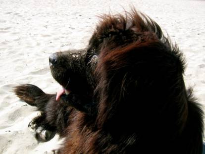 Le Travail Du Chien A L Eau Chasse Sauvetage En Mer