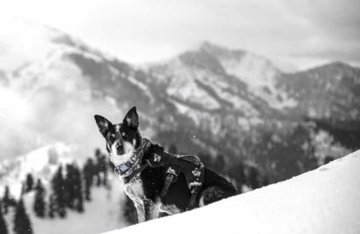 Les Chiens De Recherche De Victimes Davalanche