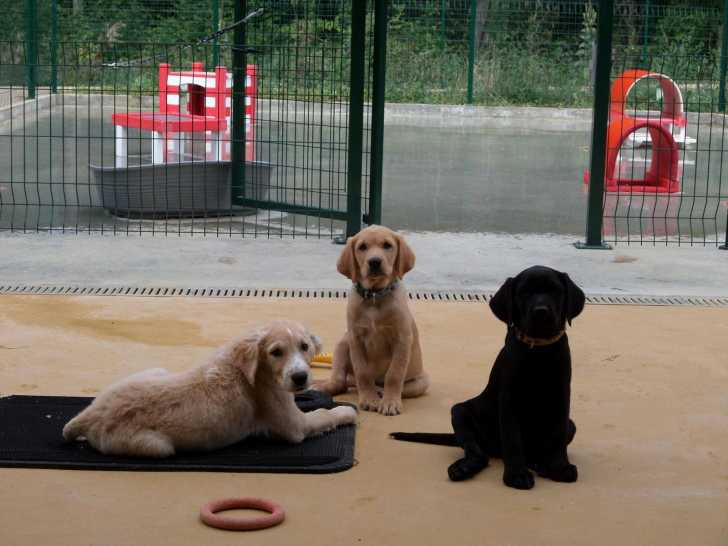 Les chiens guides du0027aveugles : histoire, sélection, formation
