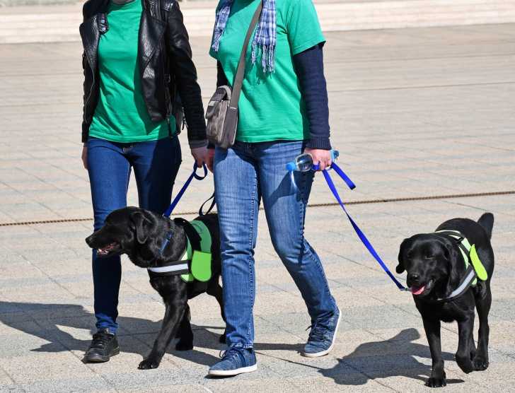 Les chiens guides du0027aveugles : histoire, sélection, formation