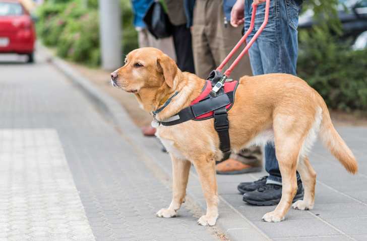 Les chiens guides du0027aveugles : histoire, sélection, formation