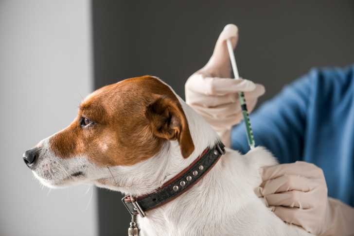 Carnet de santé, pedigree, passeport : les papiers du chien