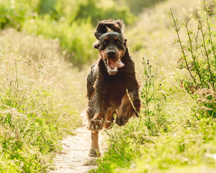 20 races de chien aux oreilles tombantes