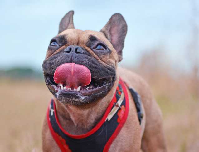 Chien Brachycephale Les Races De Chiens Au Nez Plat Ecrase