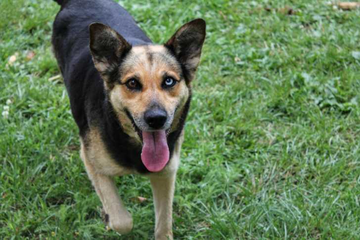 Les Chiens Aux Yeux Bleus