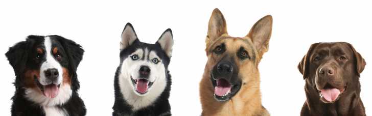 Les Chiens Aux Yeux Bleus