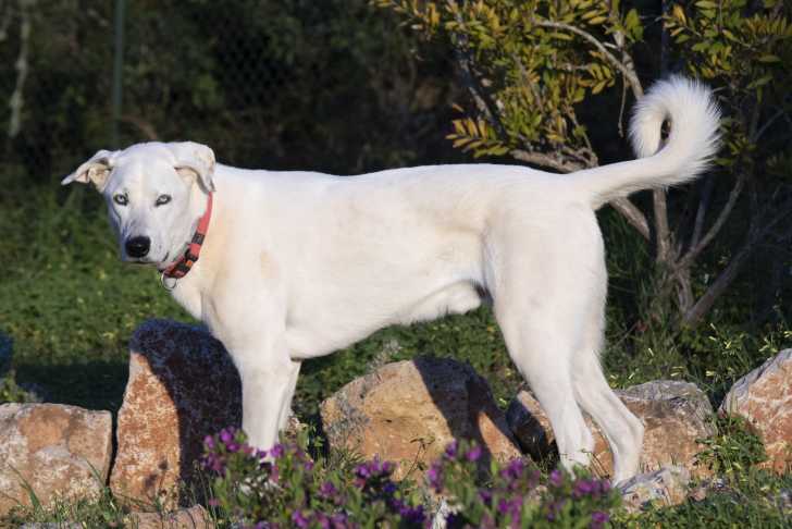 Chien Com Tout Sur Les Chiens Et Chiots