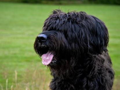 à Quel âge Peut On Faire Confirmer Son Chien