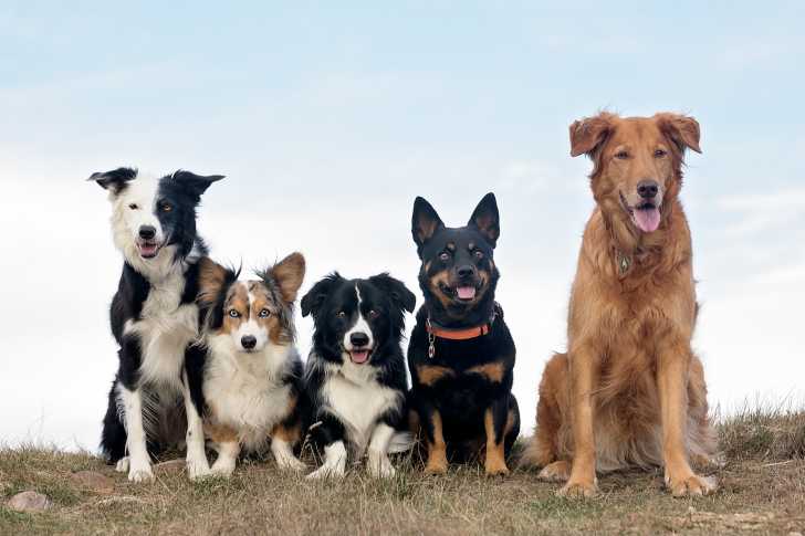 Les Races De Chiens Les Plus Moches Les Races De Chiens Les Plus Moches