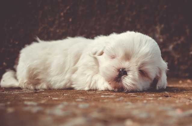 Les Races De Chiens Les Plus Petites Du Monde