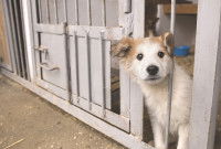 Un petit chien passe la tête par la porte de son box dans un refuge