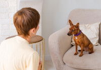Une femme qui regarde un chien assis sur un canapé