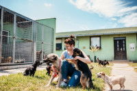 Une femme accroupie entourée de plusieurs chiens dans un refuge canin
