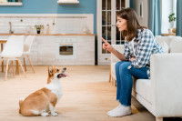 Un chien assis par terre face à sa maitresse assise sur un canapé qui lui demande d'attendre