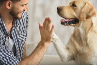 High-five entre un chien et un dog-sitter